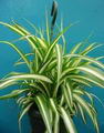 Spider Plant
